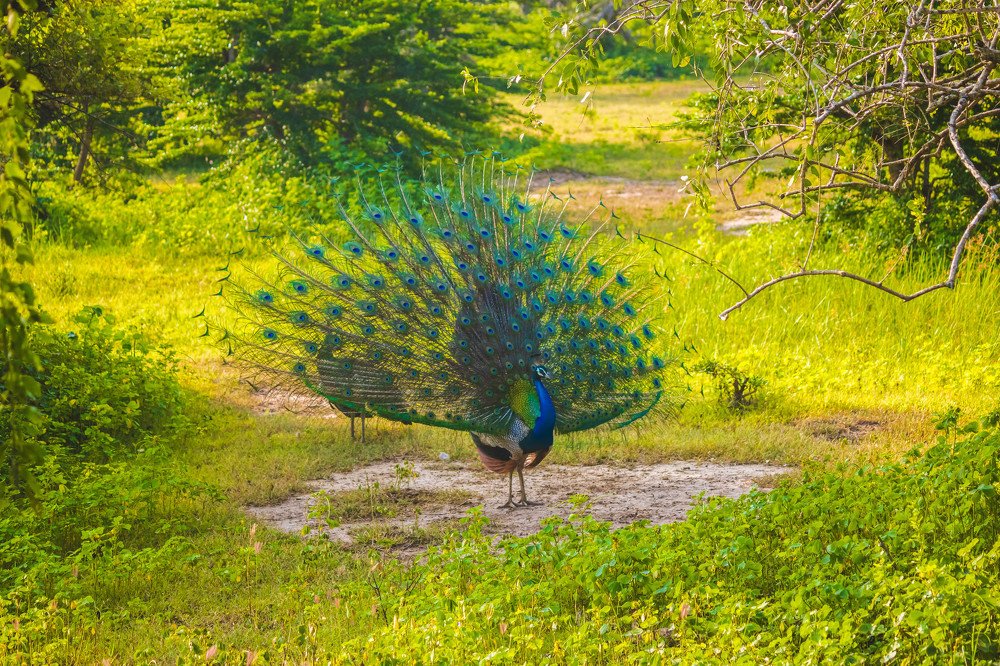 Dancing Peacock