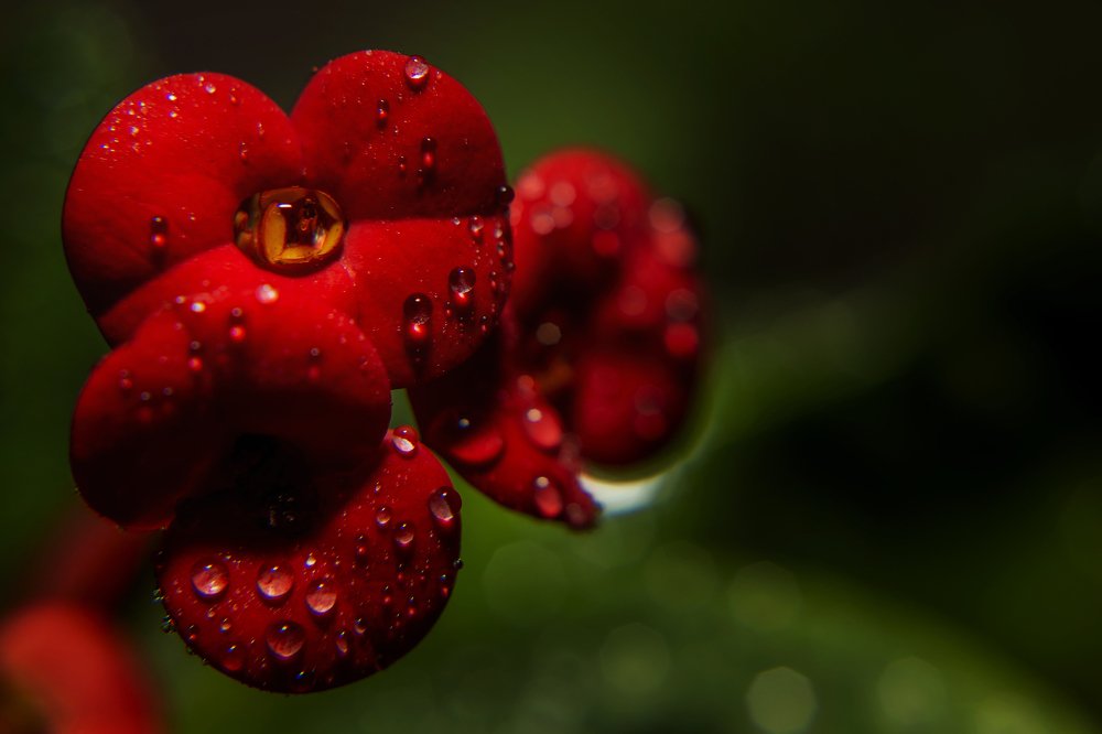 Red Cactus Flower 23