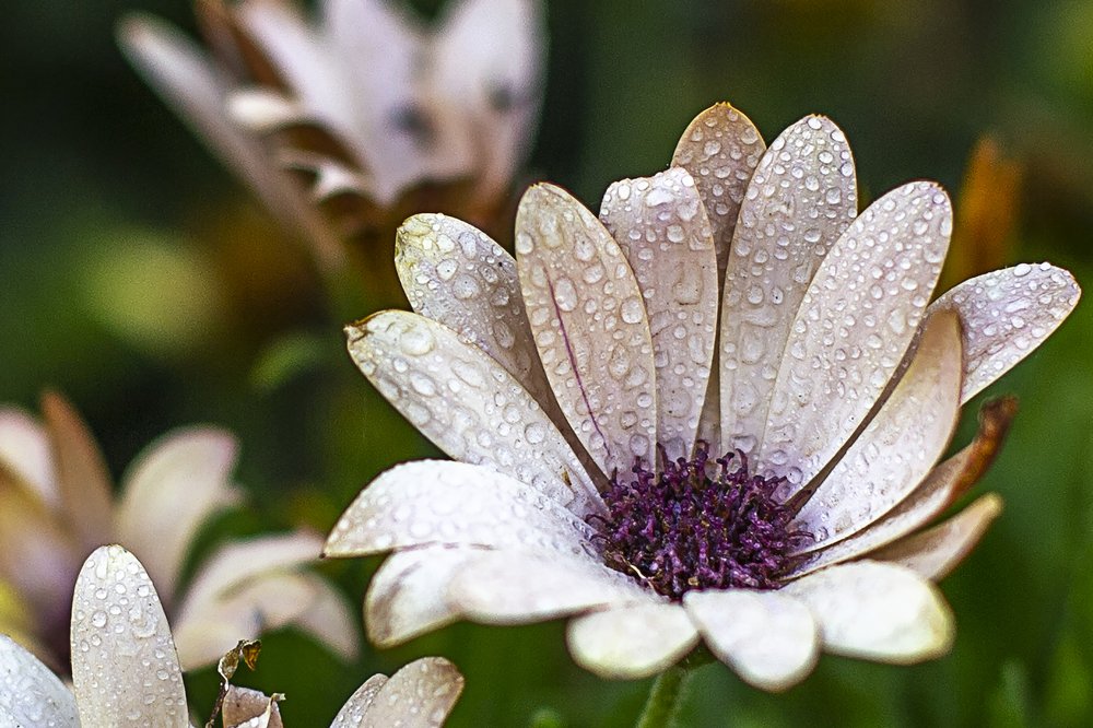 Dimorphotheca Flower17