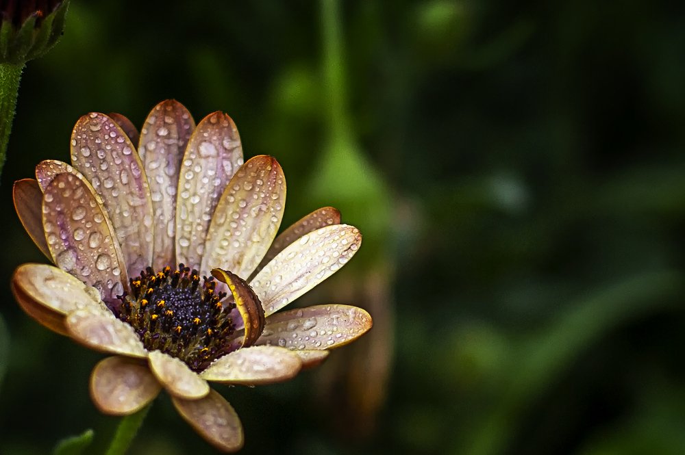 Dimorphotheca Flower 21