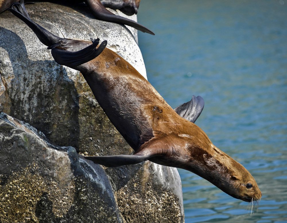 Прыжок в воду!