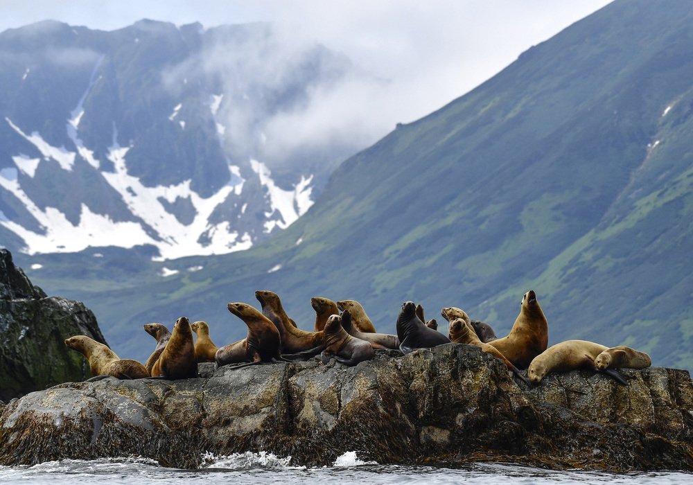 Колония сивучей!