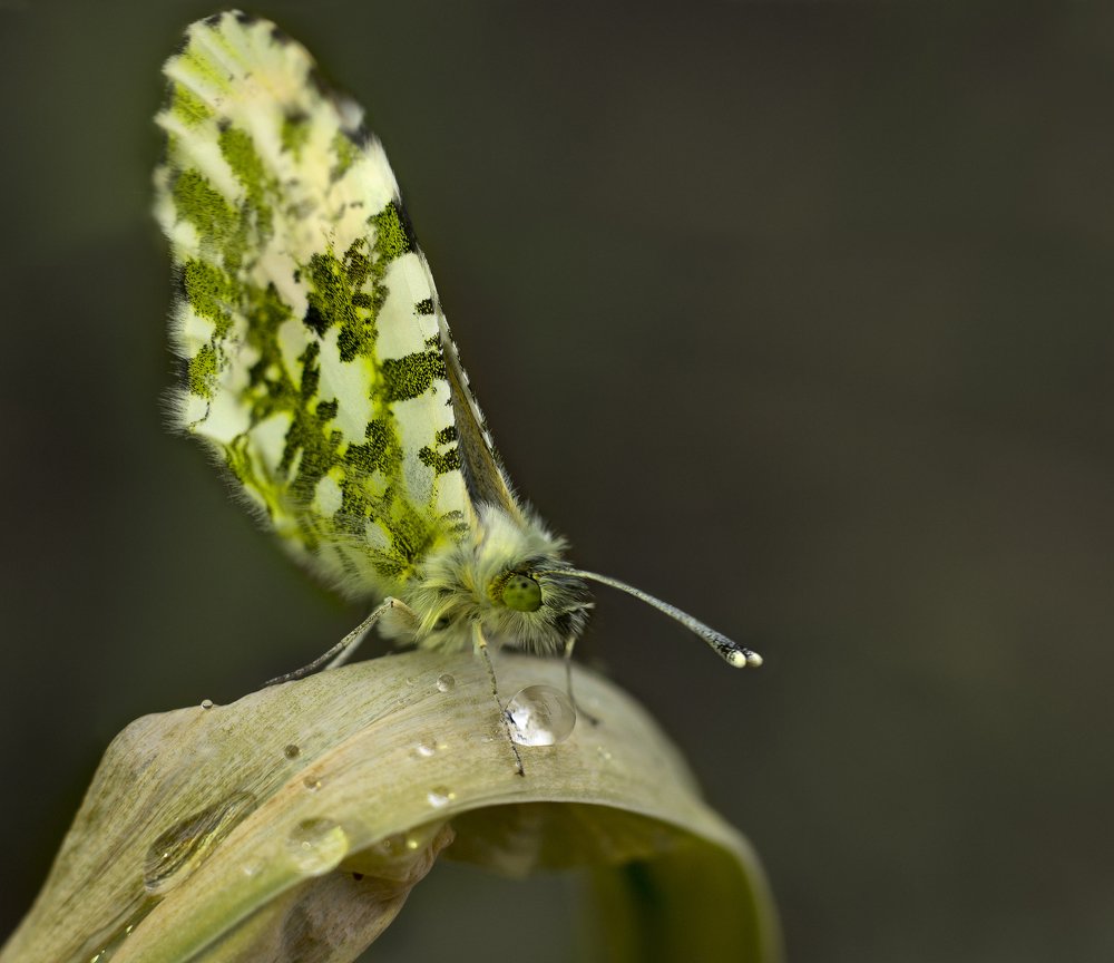 Апрельский камуфляж