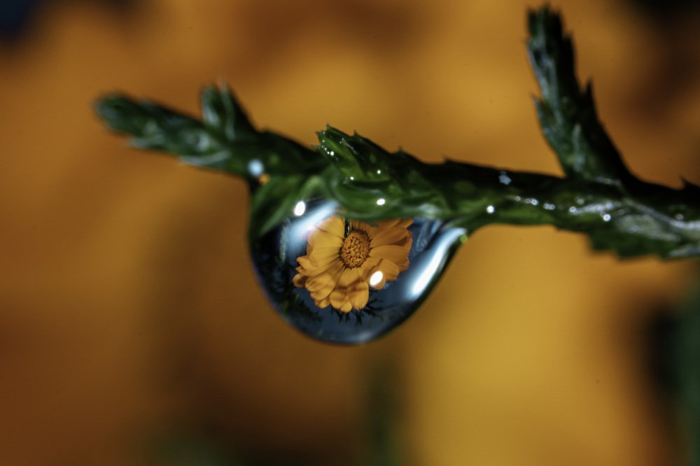 A yellow flower reflected in the water drop