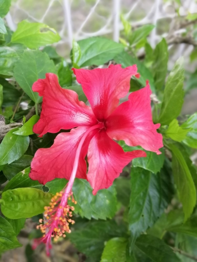 Brave and beautiful red flower