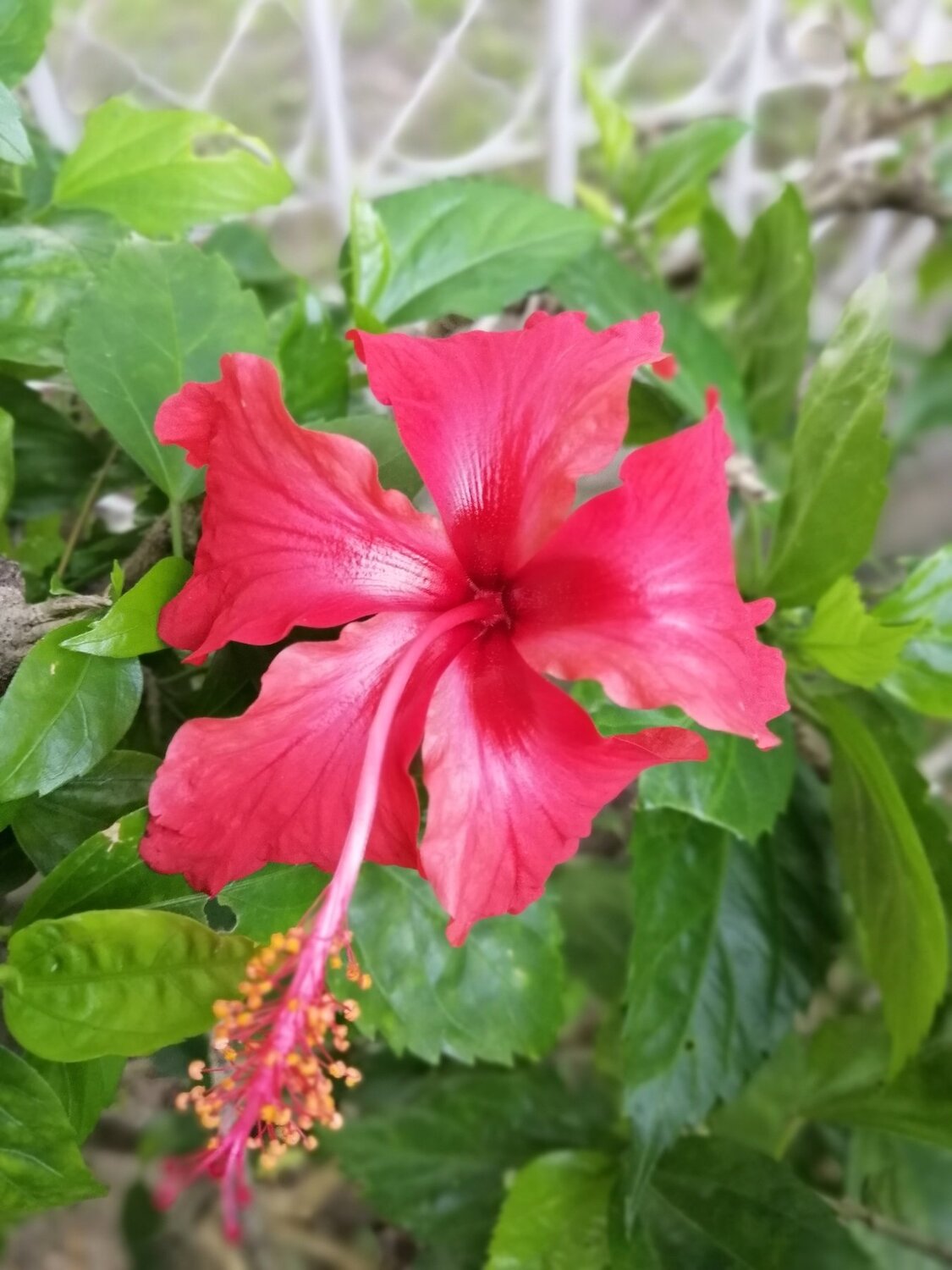 Brave and beautiful red flower