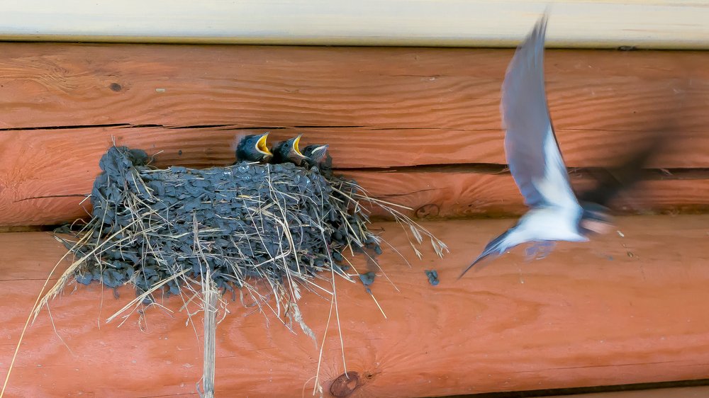 Мама, возвращайся!