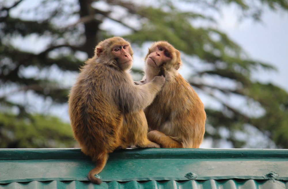 Wild Pair