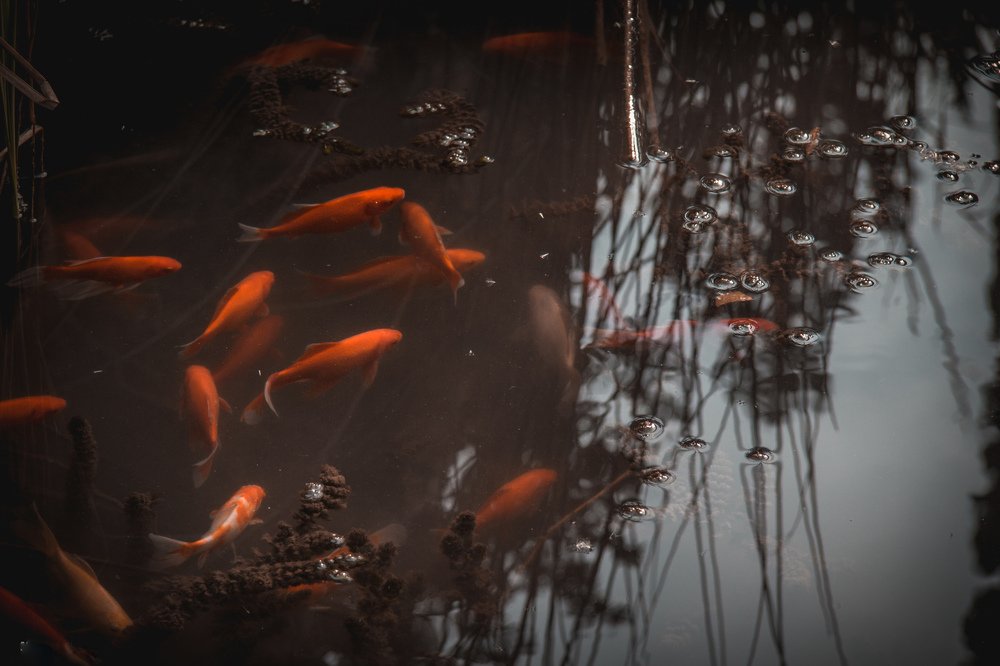 Жители озёр