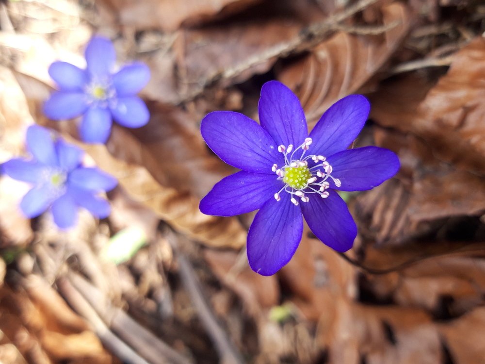 violet flower