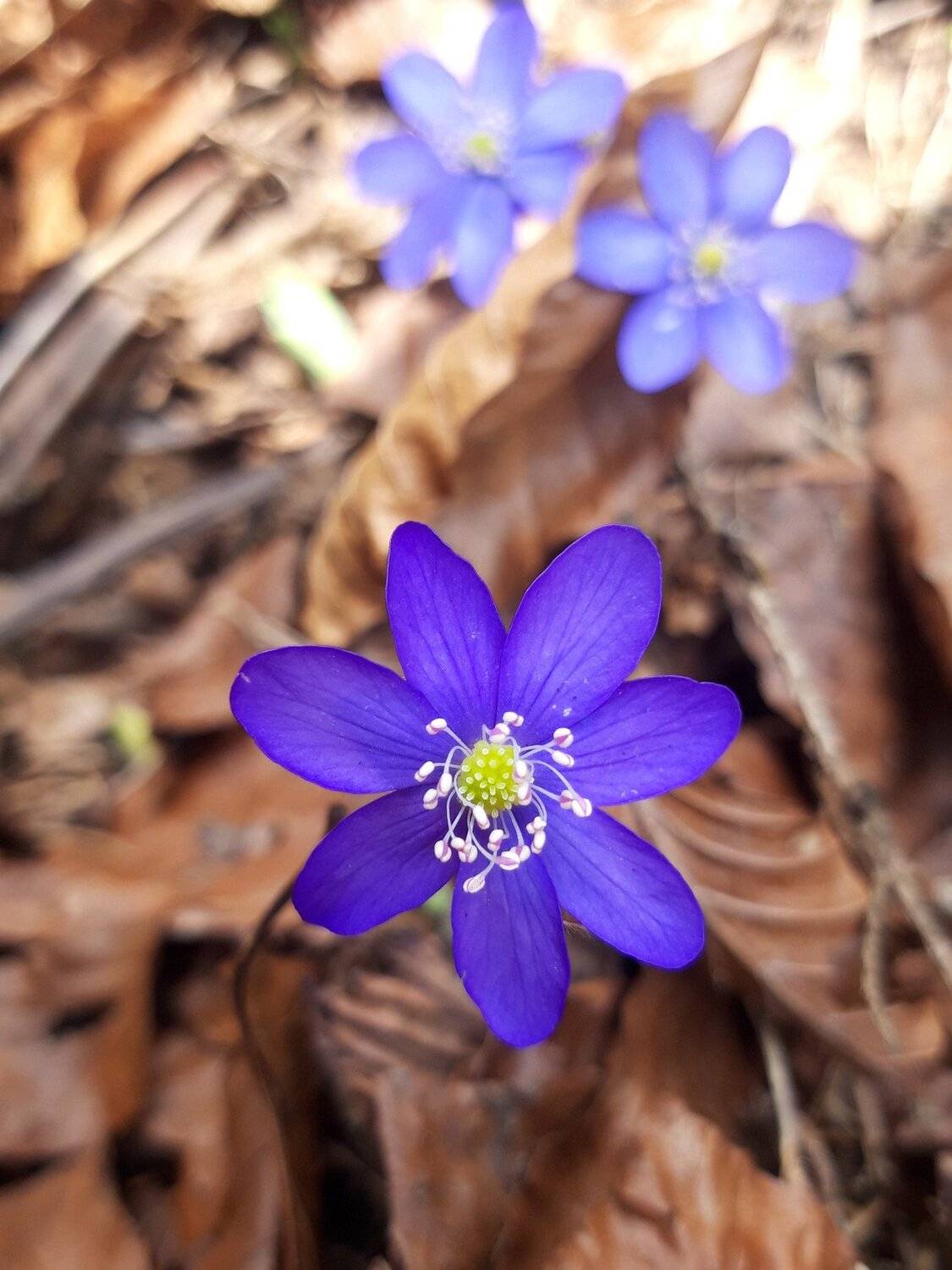 violet flower