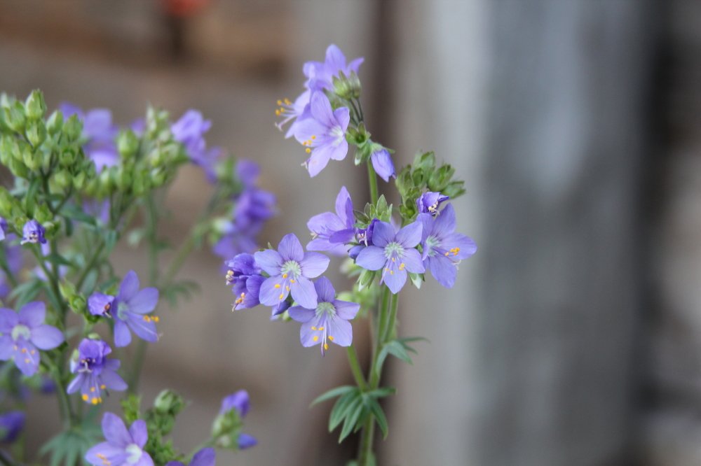 Фотография автора Маргарита Антропова