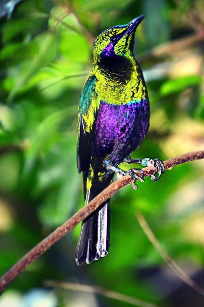 Wild animals with offspring