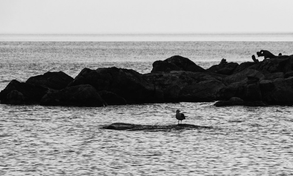 Байкал и чайка