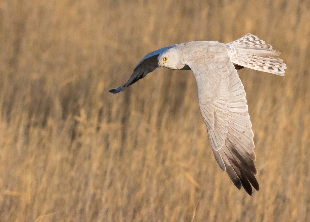 Степной лунь