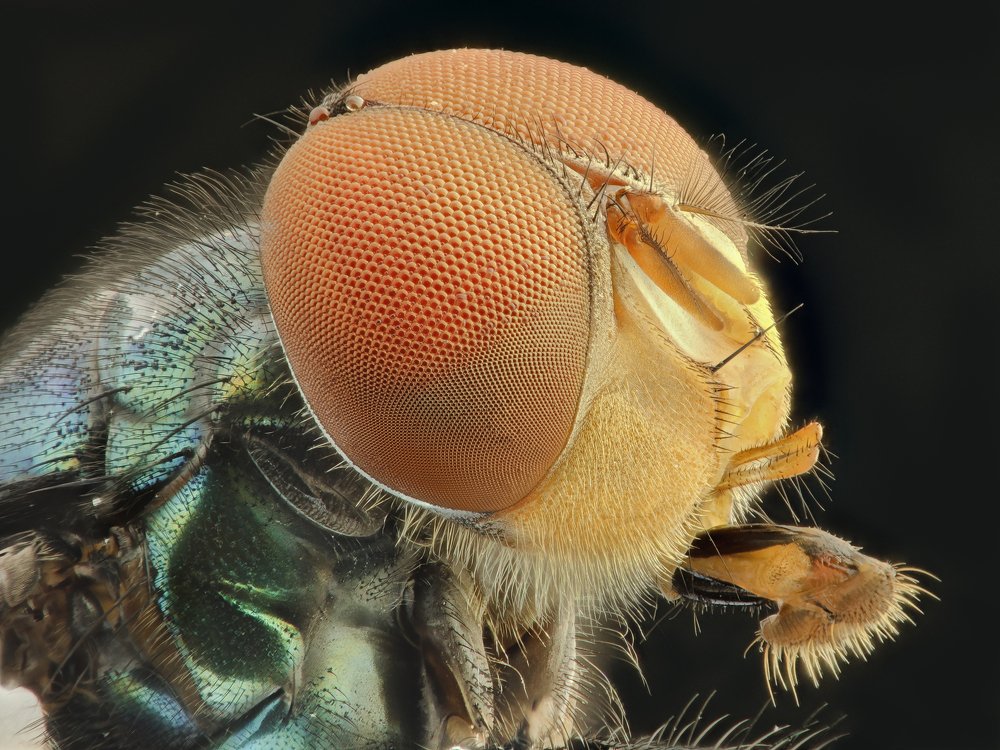BlowFly