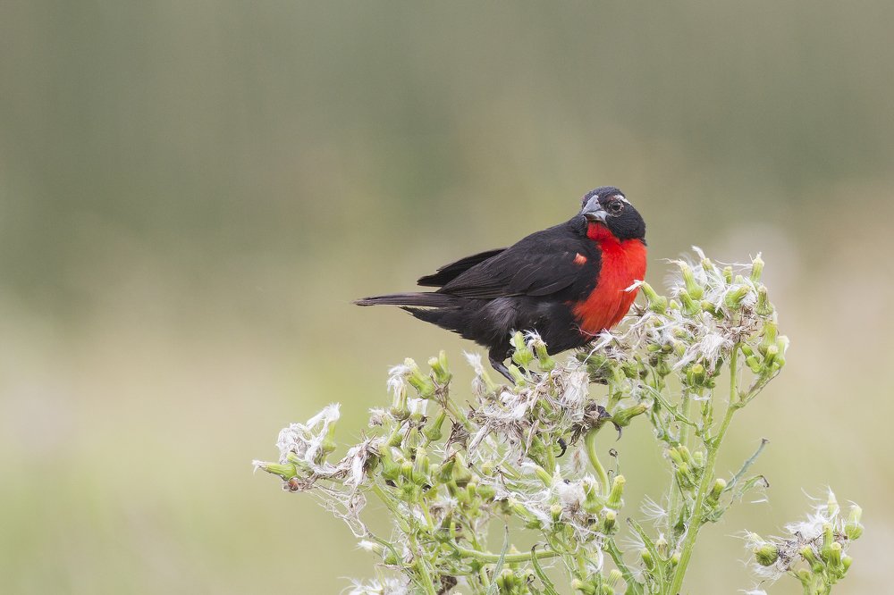 A beautiful White-browed Meadowlark