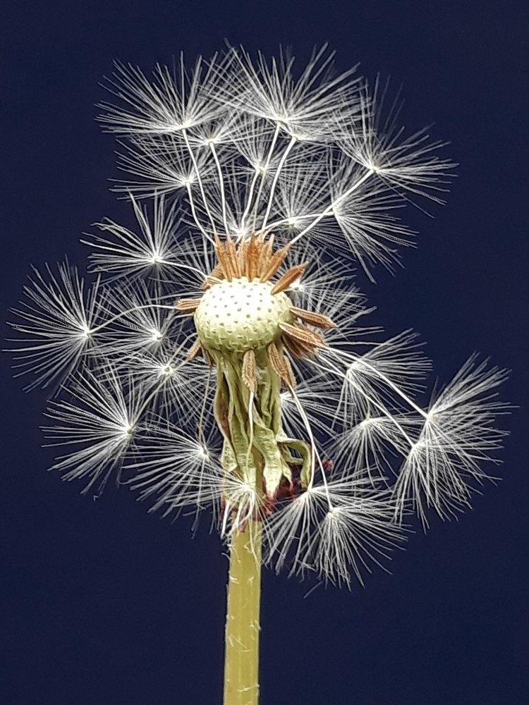 Closeup photography with mobile