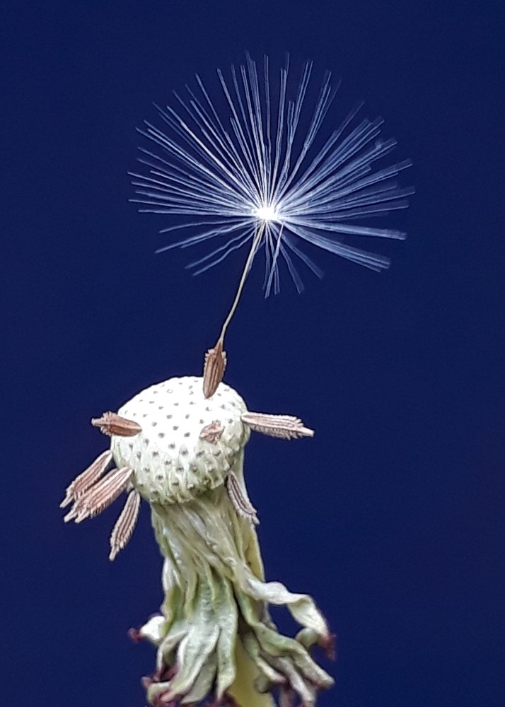 Closeup photography with mobile