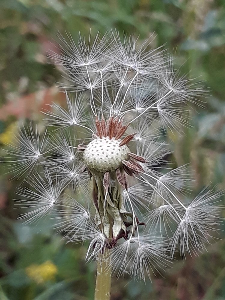 Closeup photography with mobile