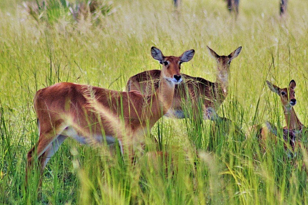 Wild animals with offspring