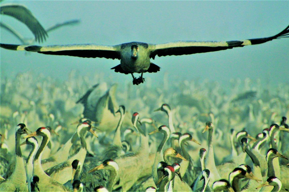 Wild animals with offspring