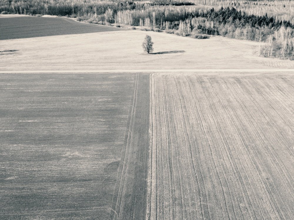 The lonely tree story