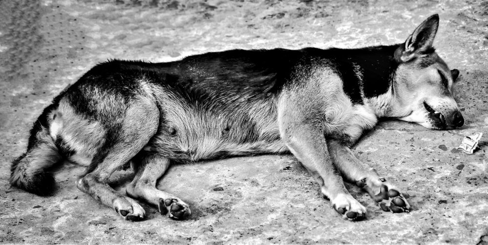 German Shepherd