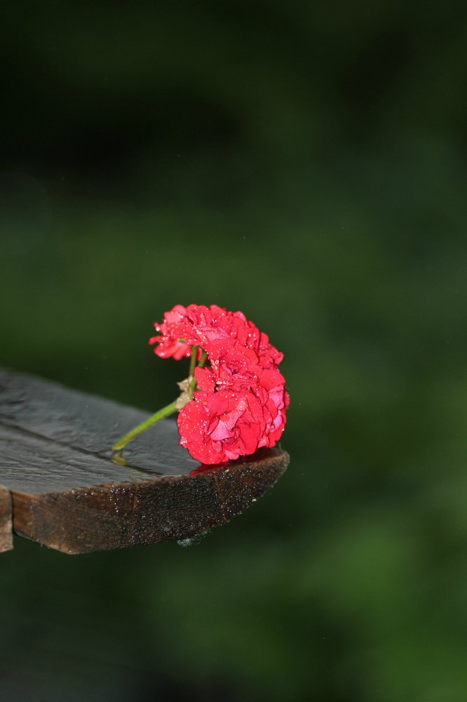 Цветы под дождем..