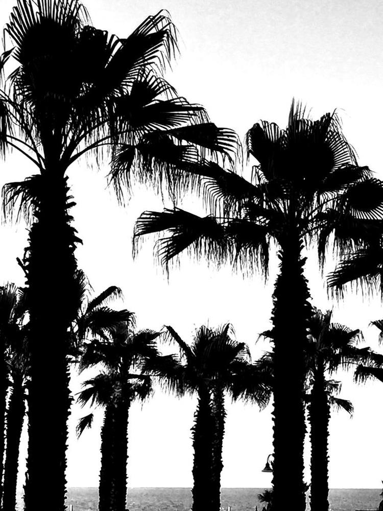 Пальмы в Порто Реканати