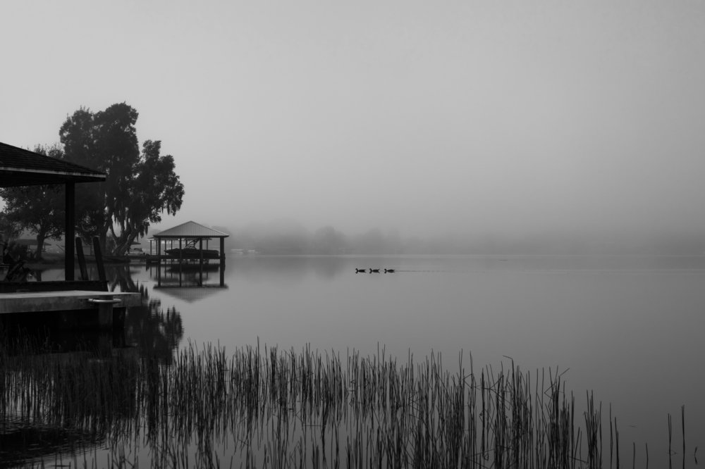 Three of the duck family