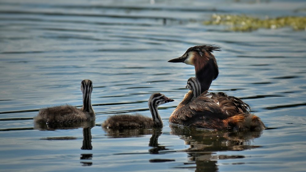 Photograph by Алексей Фомичев
