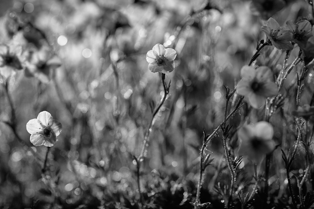 Photograph by Алексей Червяков