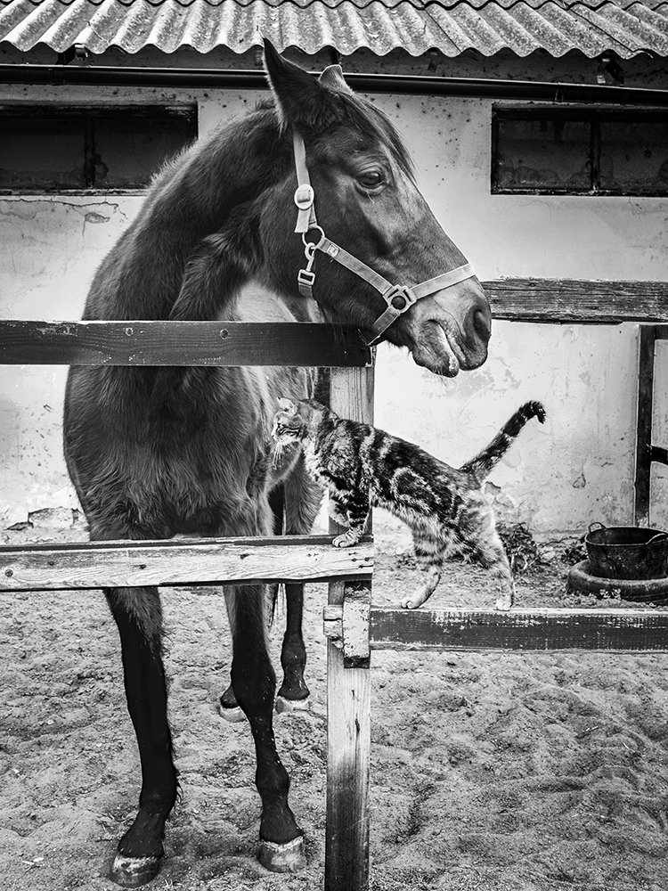 Несущие ветер. Весна