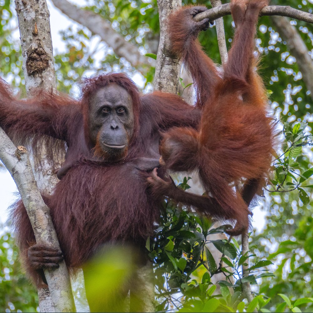 Мама и дитя