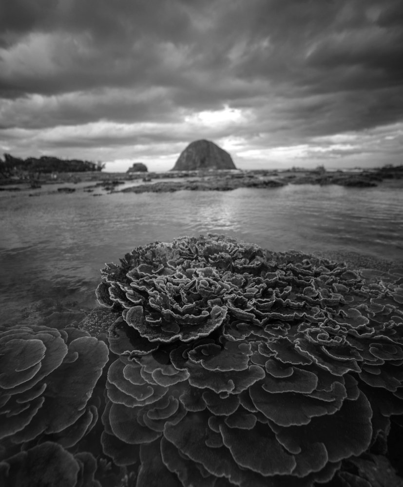 Flowers of the Ocean