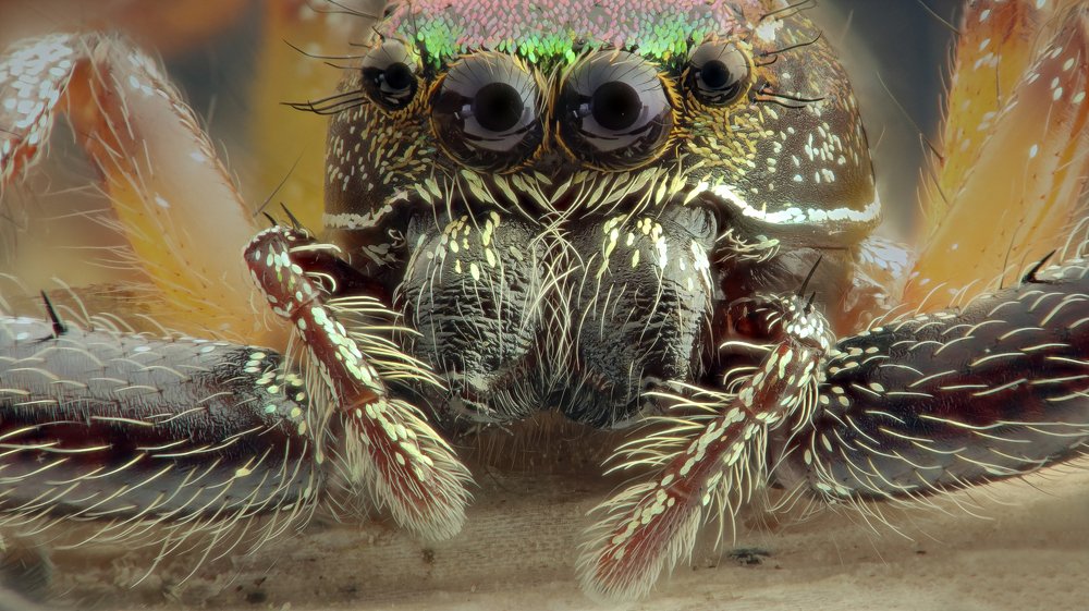 Jumping Spider's eyes