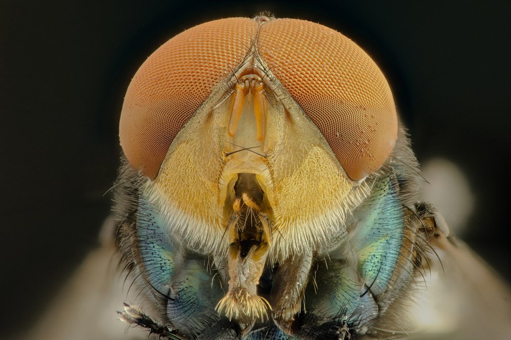 BlowFly