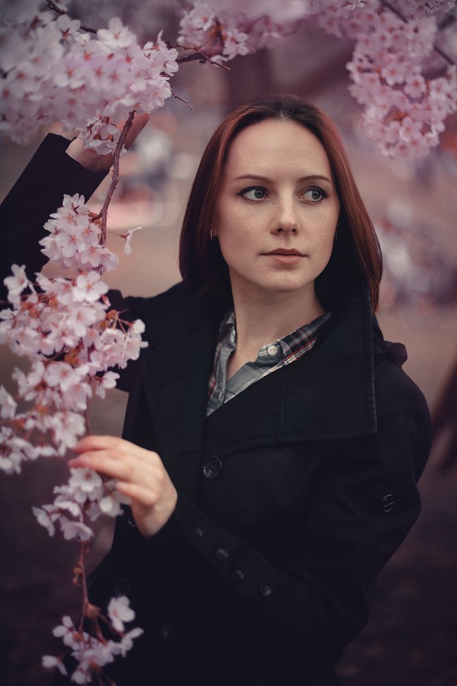 Цветение сакуры