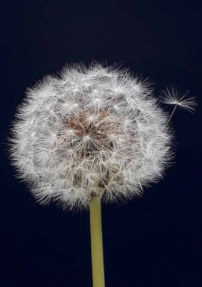 Closeup photography with mobile