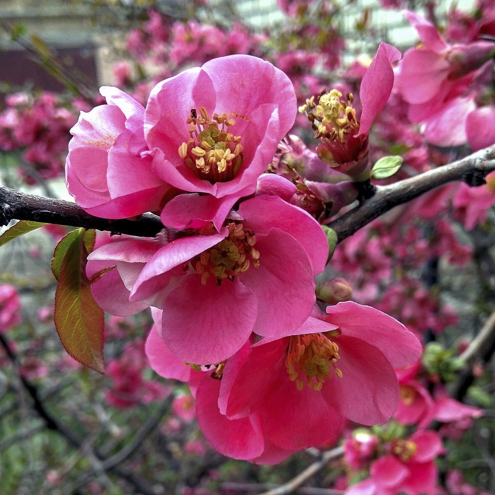 Японская айва