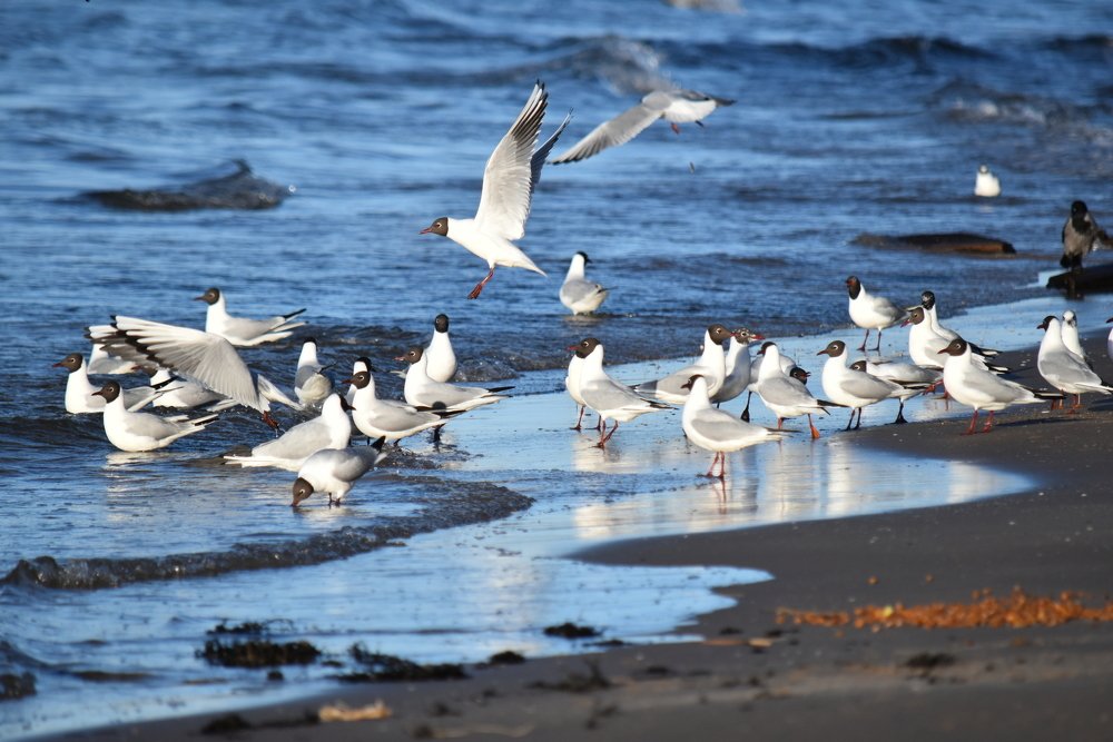 Gulls like people - bread and circuses / Чайки как люди - хлеба и зрелищ