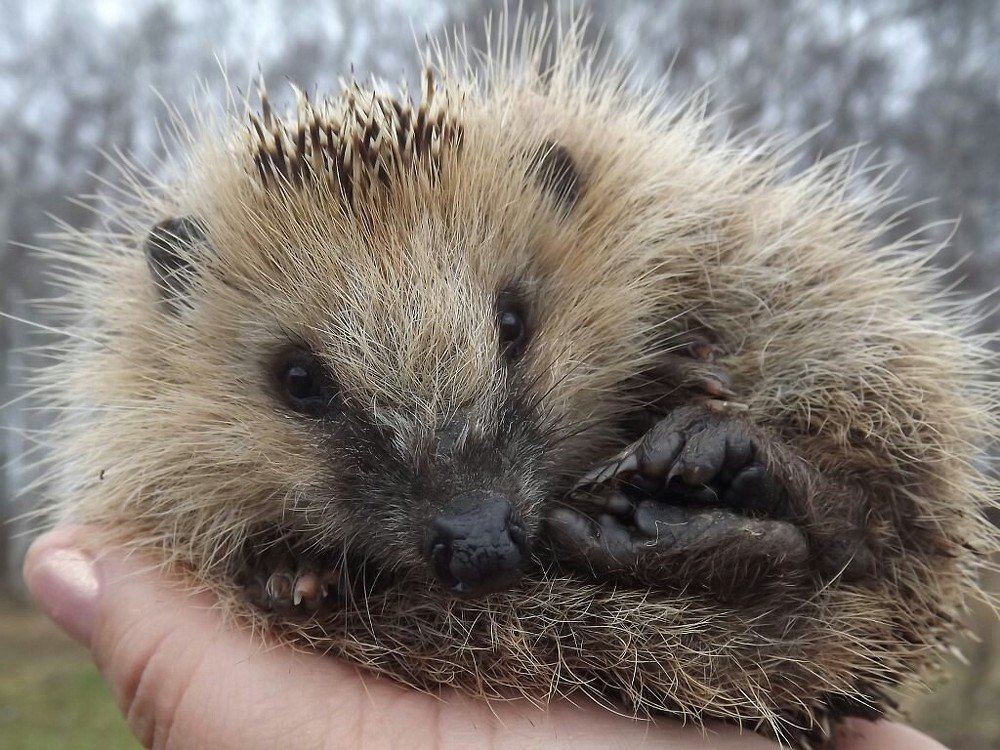 Спокойный ёжик.