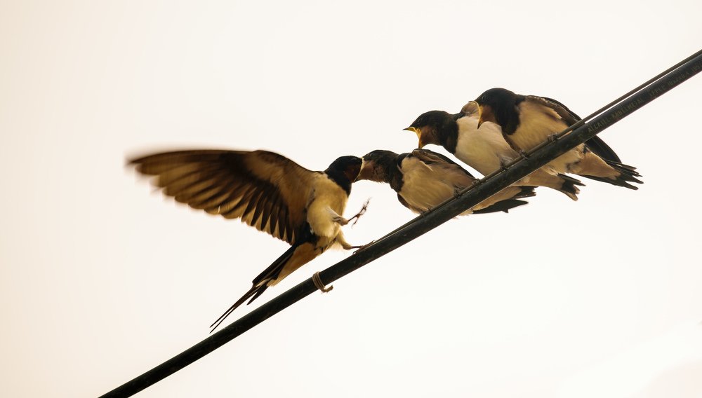 Обед по расписанию :)