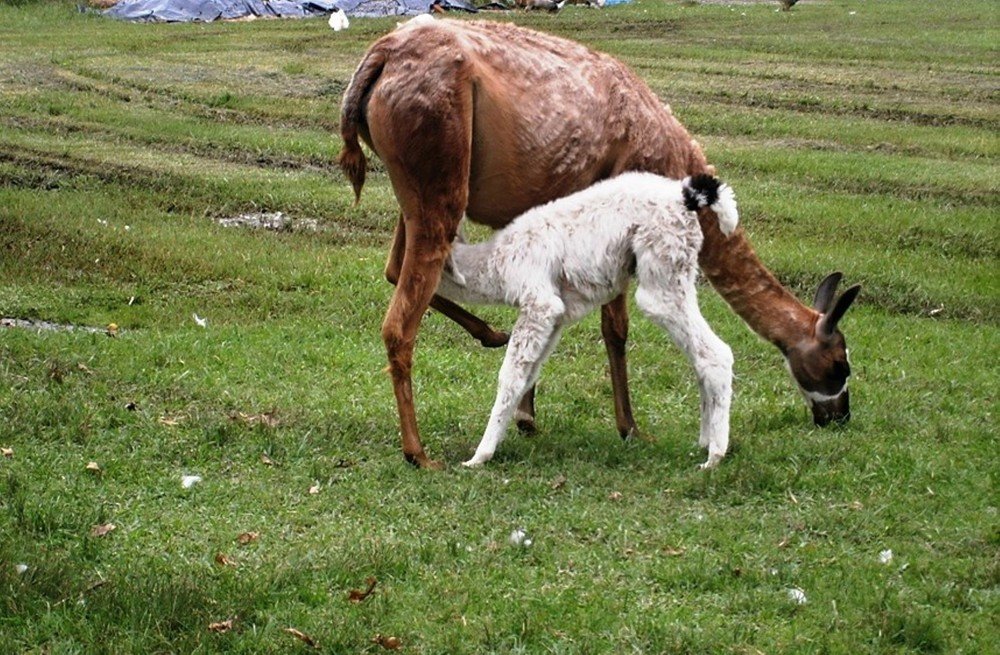 Mother Llama and baby