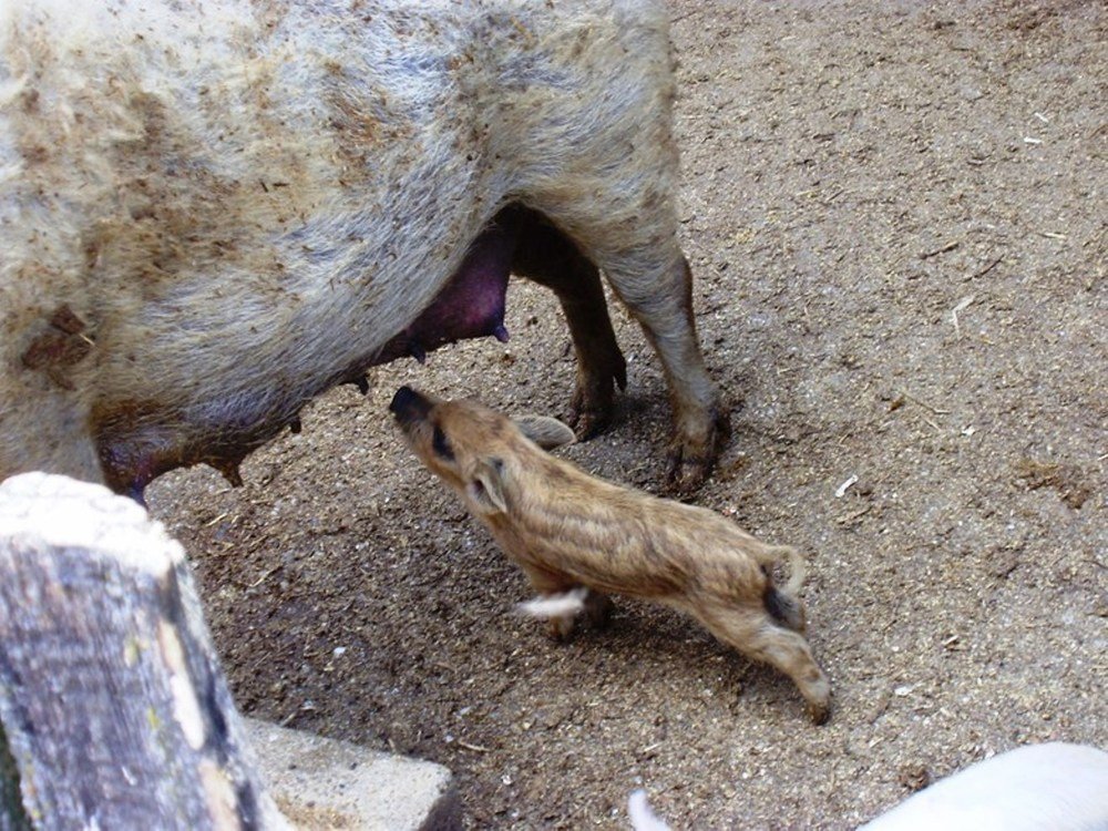 Mother pig and baby