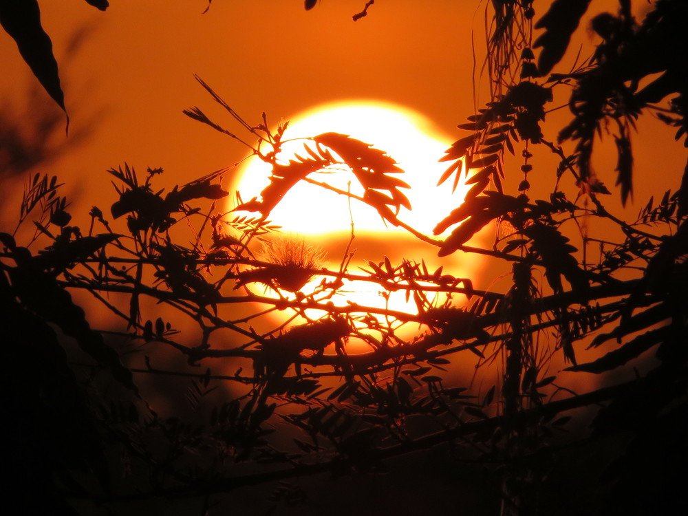 Sunset amonst woods