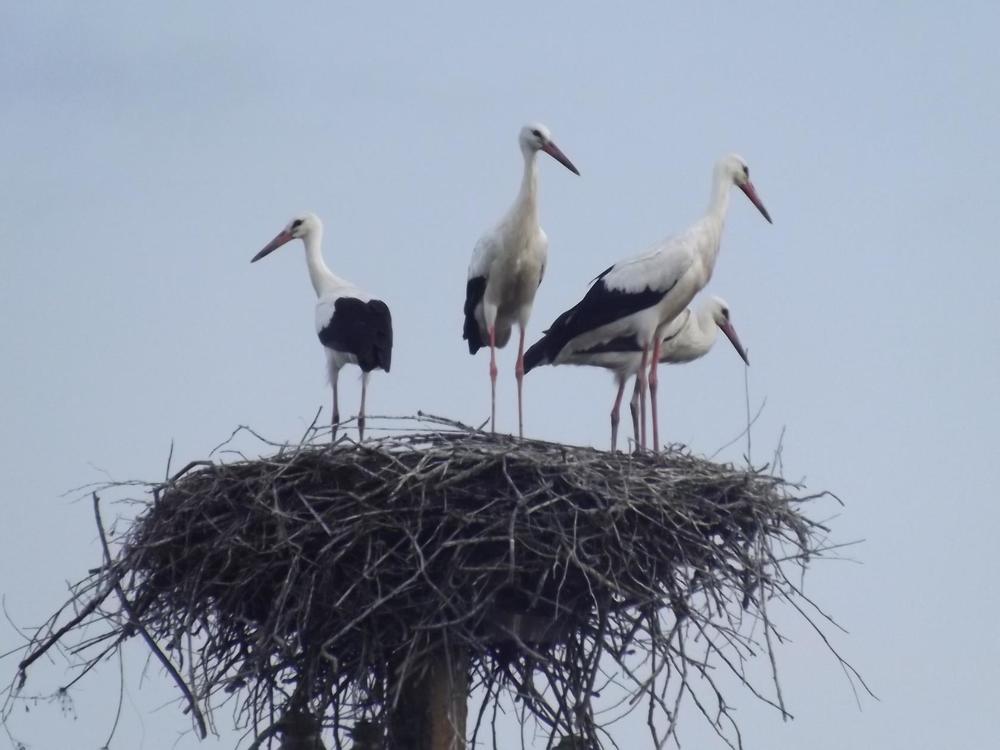 Аисты. Молодняк.