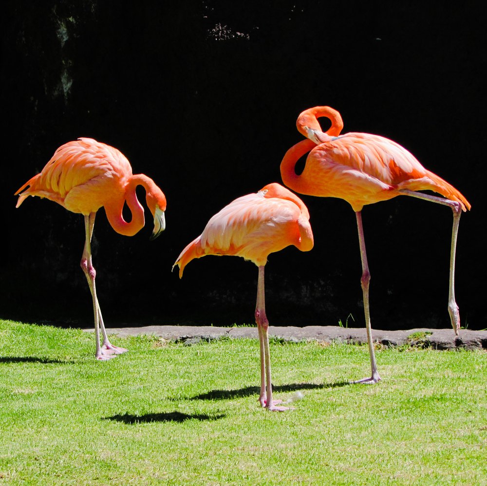 Flamingos