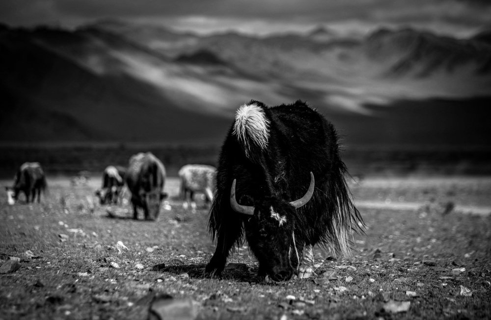 Photograph by Ирина Шевакова